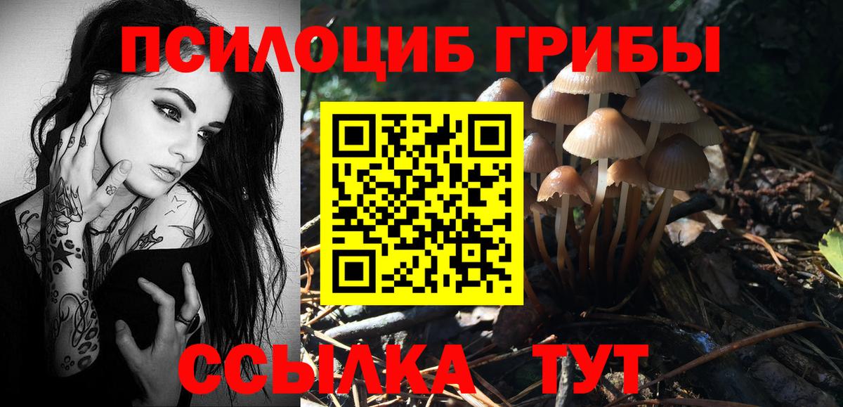 Галлюциногенные грибы Psilocybe Тихвин